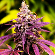 Grandaddy Purp