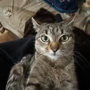 ✝ EverMISSio.dev ✝