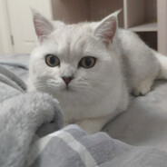 阿伟已经死了！你选定嘛，偶像！