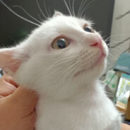 吃饱喝足睡大觉