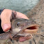 Catfish