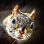TheSquirrel