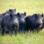 30-50 feral hogs | Ham Mafia |