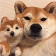 从你的世界路过