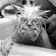 Tequila - steam id 76561197970372184