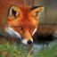 Renard