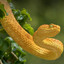 slither_snake12345