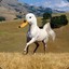 Cathartes_00