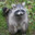 Raccoon