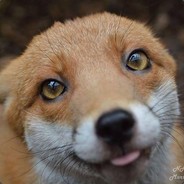 Афродизиак