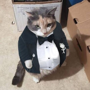 Fat Cat in Tuxedo