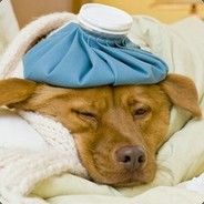 Jinfluenza