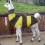 A Bee-Llama!