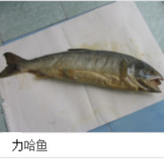 乌 鸡 劣 人 撒 贝 宁