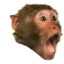 Pog Chimp