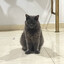 EmilioTheCat
