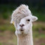 AlpacaDeSaia