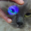 nune-