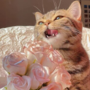 你甚至不愿叫我喵哥