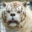 Kenny, The Down Syndrome Tiger