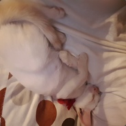 Z4LMAN - steam id 76561197961210492