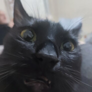 ʙɪᴢᴏɴ ᴍᴇʜᴍᴇᴛʜ