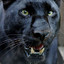 Panther. (2)