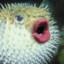 DrPufferfish