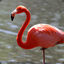 Flamingos For Sale