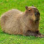 CapybaraGrass