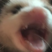 Kavo - steam id 76561197965531090