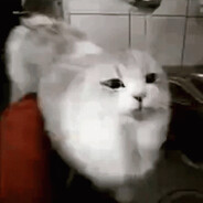 this cat just j