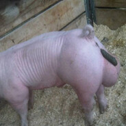 Schwein mit Kaka auf Eier