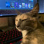 cat on computah