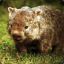 -Wombat-