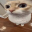 Gato con mirada violadora