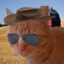 Country cat