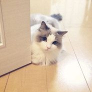 小猫你可以吃哈基米大旋风