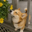 Mister Corgi