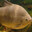 PACU