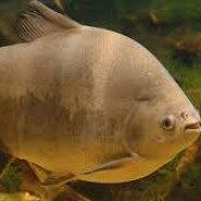 PACU