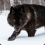 black_wolf_1491