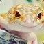 IM A geck0