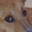 dog with pained bloodshot eyes