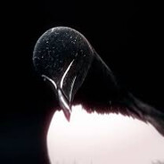 RAZORBILL