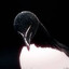 RAZORBILL