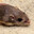Tiny mouse in your wall