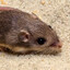 Tiny mouse in your wall