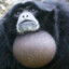 BardGonad's avatar