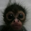 Demetrius Demarcus Bartholomew